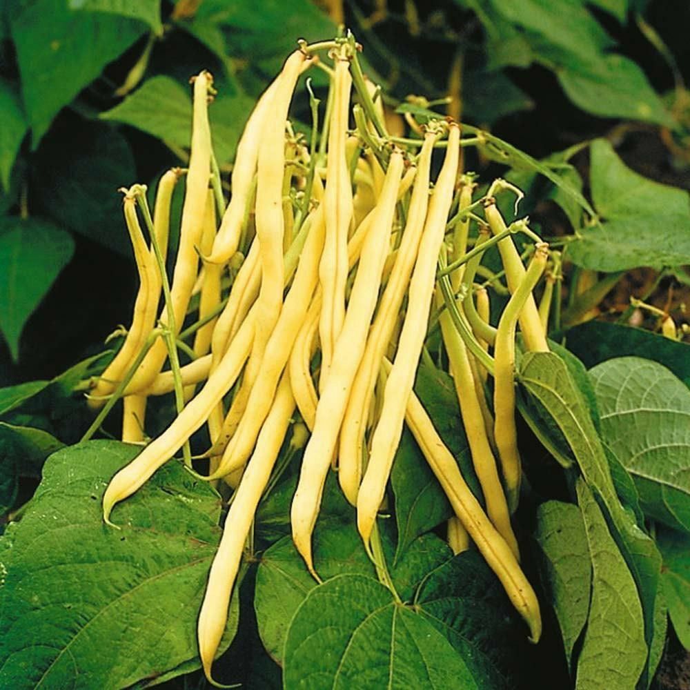 Yellow Black Bacau Vegetable Seeds for Planting – Heirloom & Non-GMO Garden Seeds
