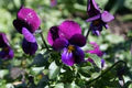 Viola Cornuta Flower Seeds for Planting – Heirloom & Non-GMO Cool Season Blooming Seeds