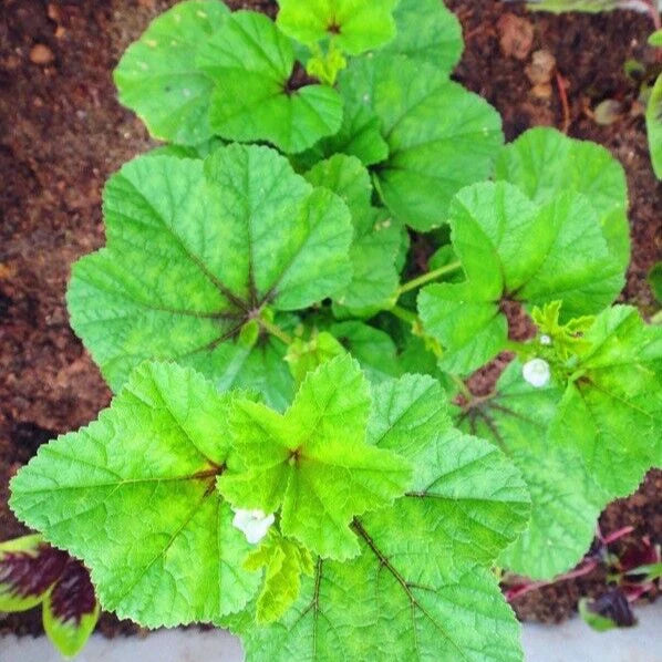 Chinese Mallow Vegetable Seeds for Planting – Heirloom Non-GMO Organic Garden Seeds, Edible Leafy Greens