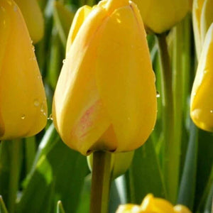 Flower Seeds, Seeds,Seeds For Planting,Plant Seeds