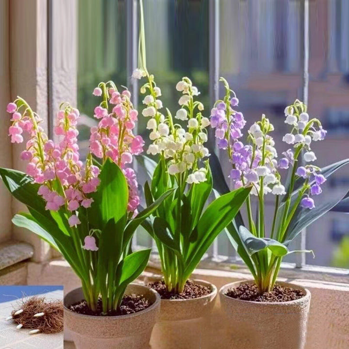 Bell Orchid Flower Seeds for Planting – Heirloom, Non-GMO, Easy to Grow Organic Garden Seeds
