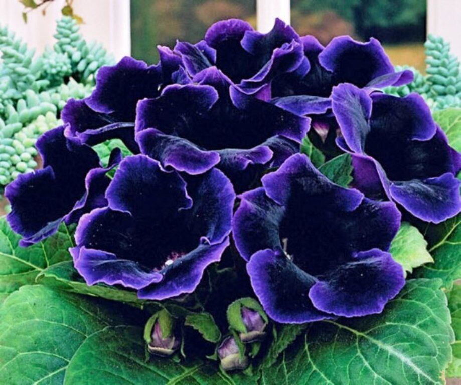 Blue Gloxinia Sinningia Flower Seeds for Planting – Heirloom, Non-GMO, High Germination Organic Garden Seeds