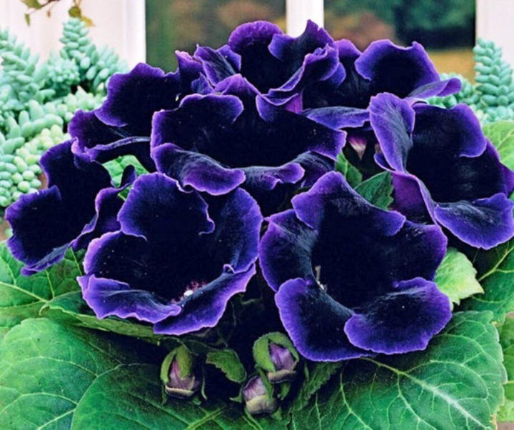 Blue Gloxinia Sinningia Flower Seeds for Planting – Heirloom, Non-GMO, High Germination Organic Garden Seeds