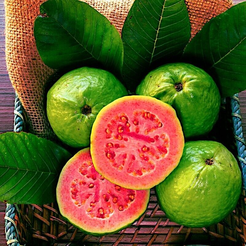 Ruby Supreme Guava Fruit Seeds for Planting – Heirloom, Non-GMO Sweet Tropical Garden Tree Seeds