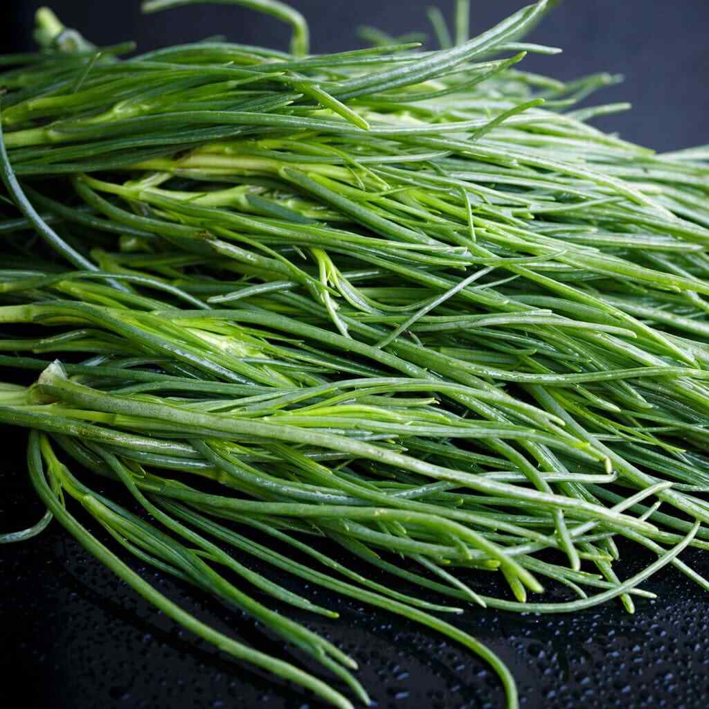 Saltwort Herb Seeds for Planting – Heirloom, Non-GMO, Edible Garden Herb for Culinary Use