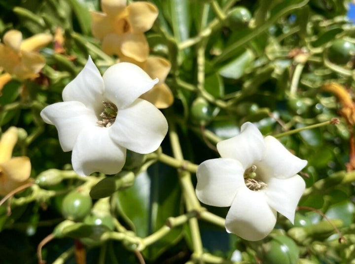 Pua Kenikeni Perfume Flower Seeds – Heirloom Non-GMO Fragrant Blooms for Garden Planting