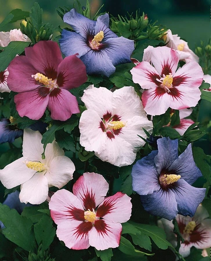 Mixed Hibiscus Flower Seeds for Planting – Vibrant Colors, Heirloom, Non-GMO, High Germination