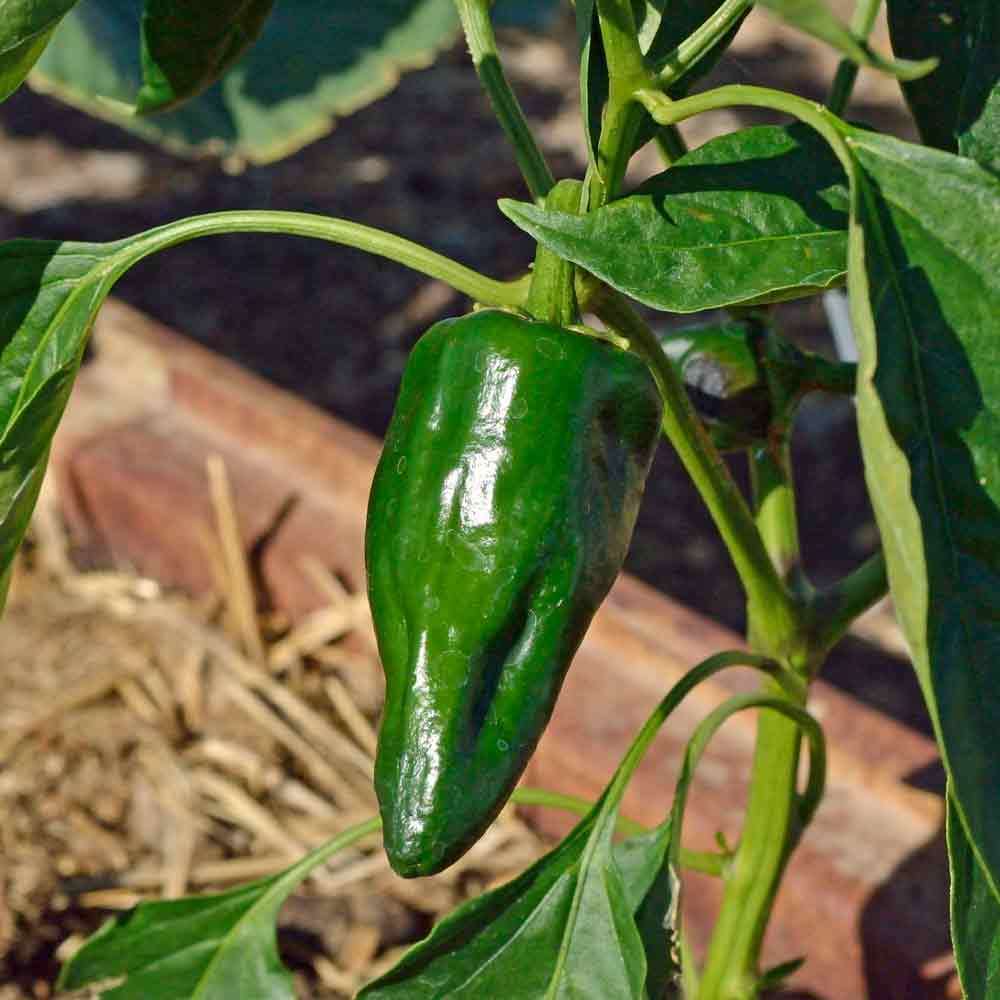 Ancho Pepper Seeds for Planting – Heirloom Non-GMO Mild Chili Vegetable Seeds with High Germination for Organic Gardens