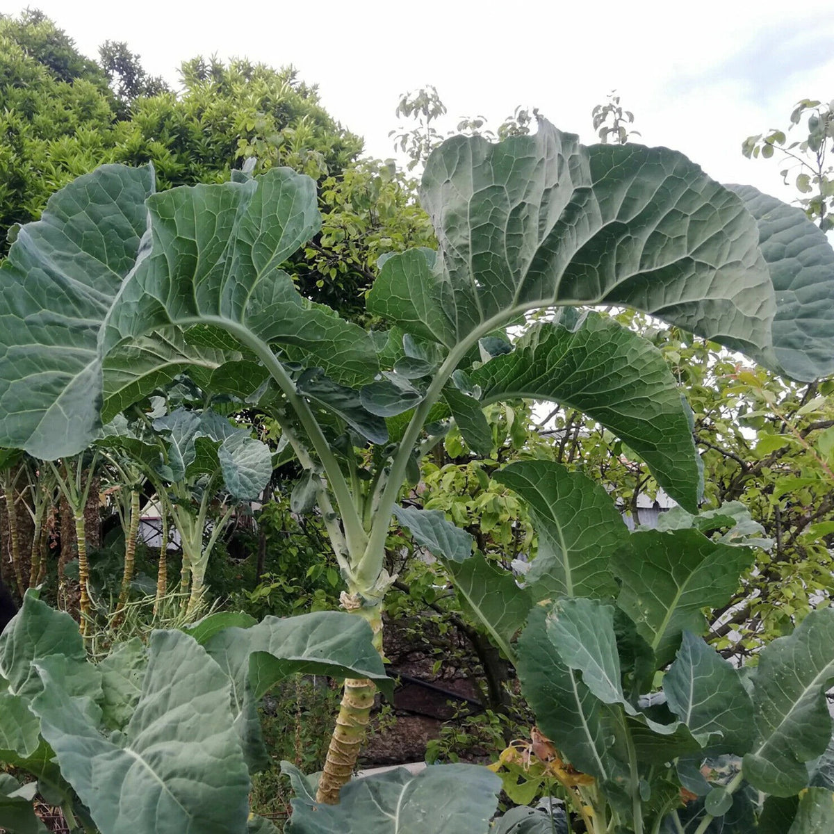 Walking Stick Kale Tree Seeds for Planting – Heirloom Non‑GMO High Germination Organic Garden Seeds, Giant Leafy Vegetables