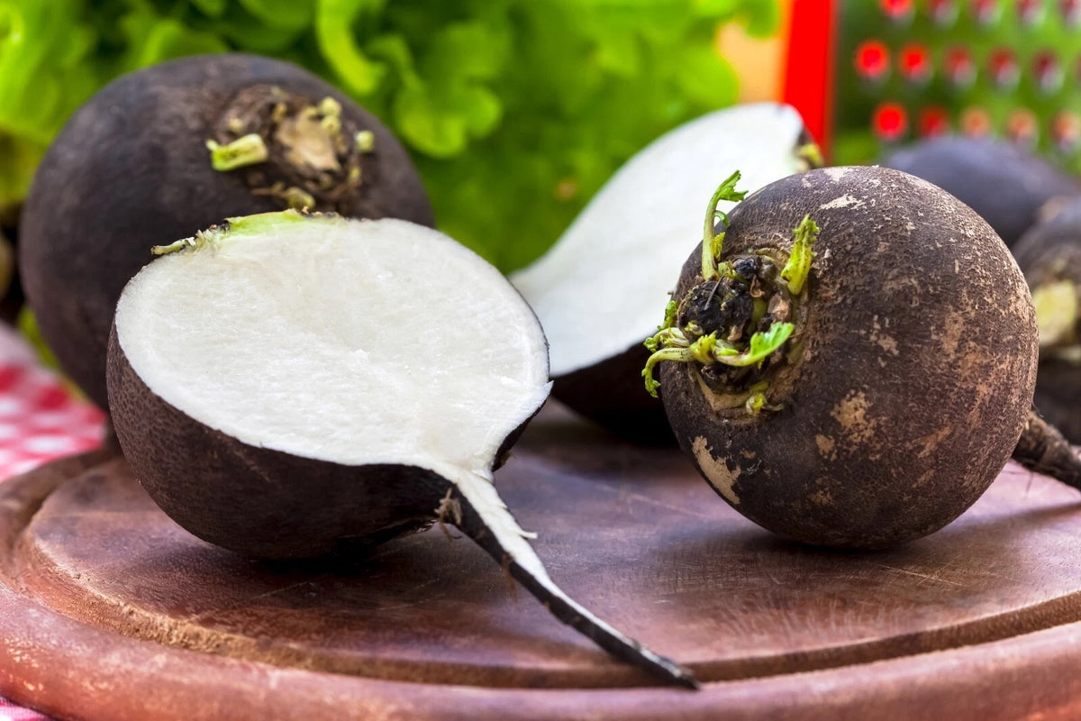 Black Spanish Radish Seeds for Planting – Heirloom, Non-GMO, Hardy Root Vegetable – High Germination