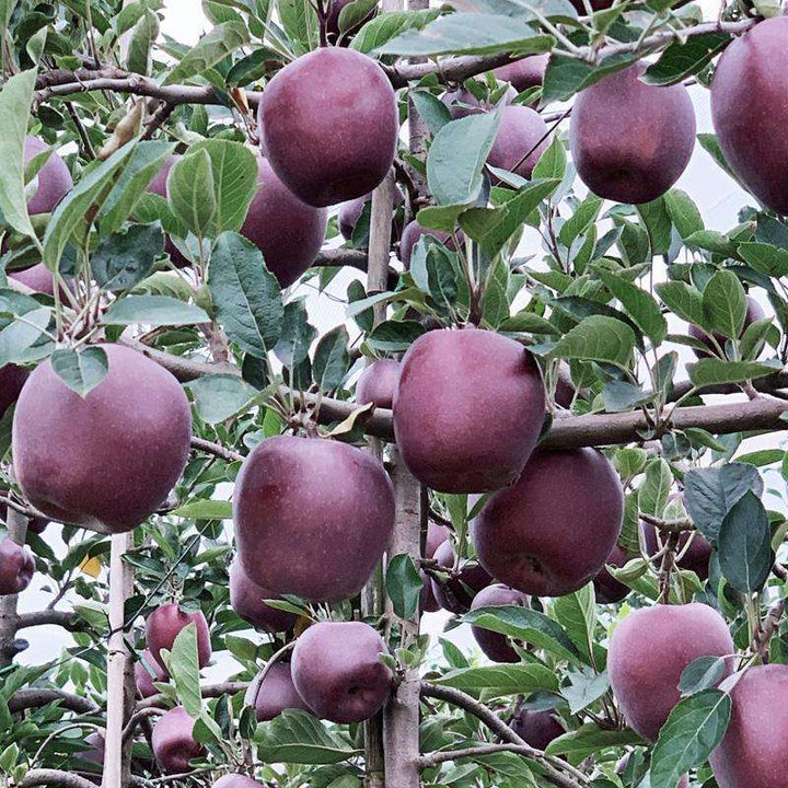Mixed Apple Fruit Seeds for Planting – Heirloom, Non-GMO Diverse Crisp Garden Fruit Seeds