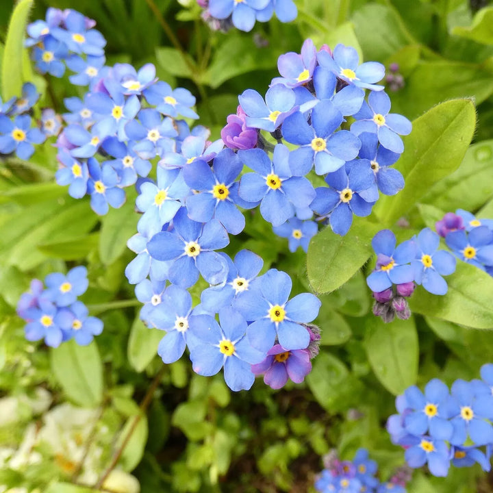 Flower Seeds, Seeds,Seeds For Planting,Plant Seeds
