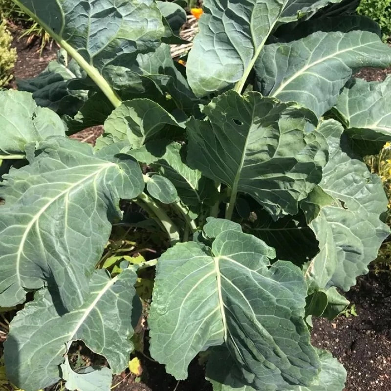 Walking Stick Kale Tree Seeds for Planting – Heirloom Non‑GMO High Germination Organic Garden Seeds, Giant Leafy Vegetables