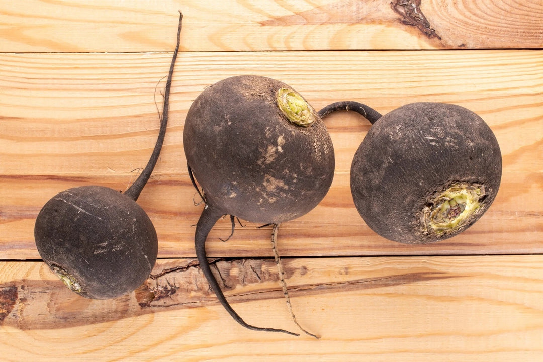 Black Spanish Radish Seeds for Planting – Heirloom, Non-GMO, Hardy Root Vegetable – High Germination