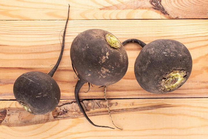 Black Spanish Radish Seeds for Planting – Heirloom, Non-GMO, Hardy Root Vegetable – High Germination