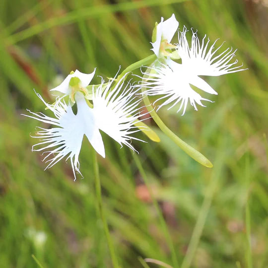 White Egret Flower Seeds for Planting – Heirloom, Non-GMO Vibrant Organic Garden Seeds