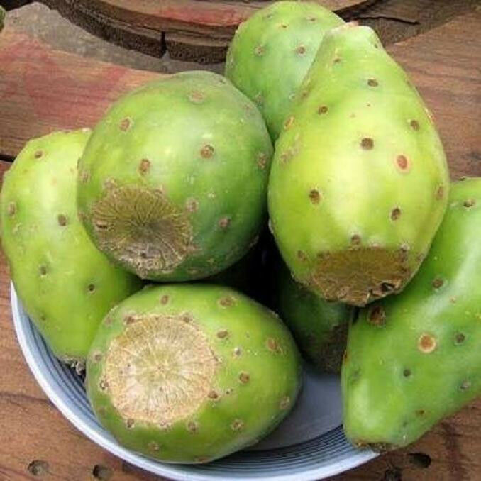 Green Lasiacantha fruit seeds for planting - Heirloom & Non-GMO Garden seeds, rare nutritious fruit variety for gardens