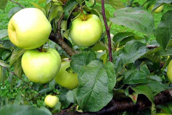 Antonovka Apple seeds for planting - Heirloom & Non-GMO hardy fruit tree garden seeds