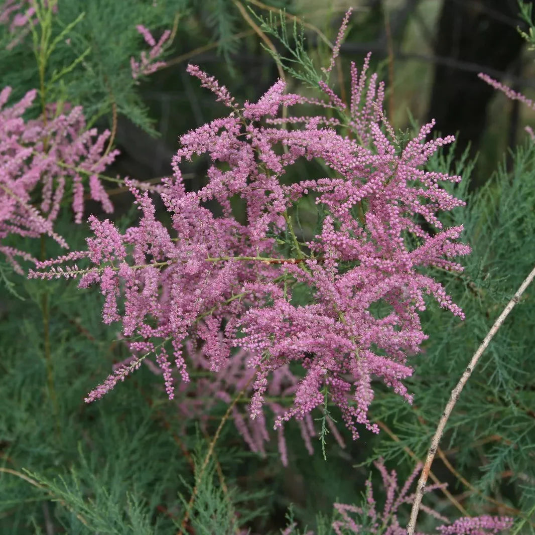 Flower Seeds, Seeds,Seeds For Planting,Plant Seeds