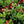 Fruit Seeds,Garden seeds, Seeds For Planting,Plant Seeds