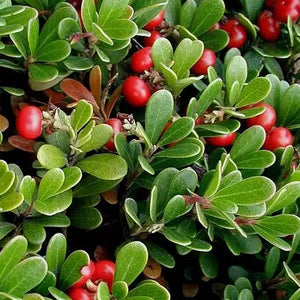 Fruit Seeds,Garden seeds, Seeds For Planting,Plant Seeds