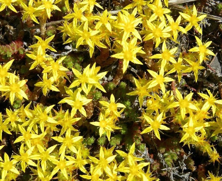 Sedum Golden Carpet Succulent Flower Seeds for Planting – Wildflower Mix, Heirloom & Non-GMO Seeds