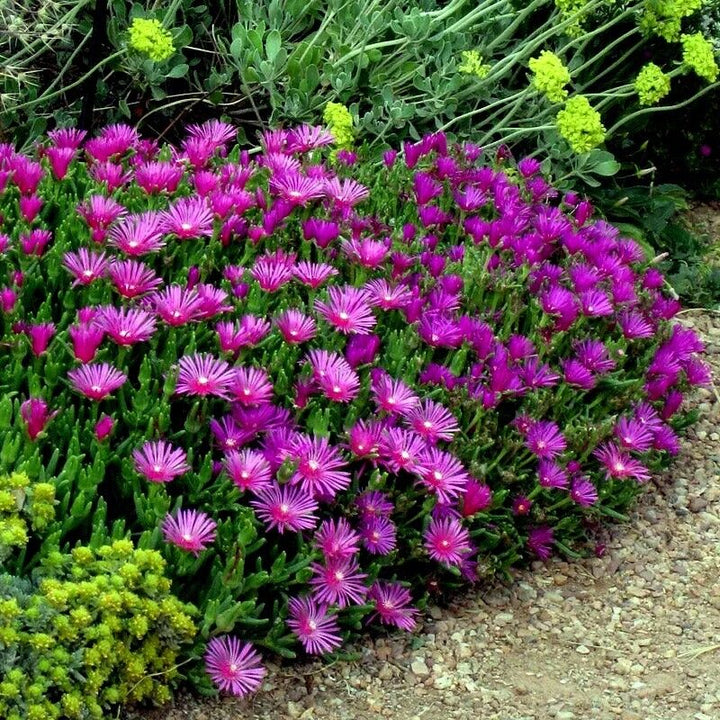 Flower Seeds, Seeds,Seeds For Planting,Plant Seeds