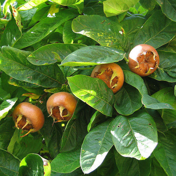 Medlar Showy Mespilus fruit seeds for planting - Heirloom & Non-GMO garden seeds, ornamental edible trees