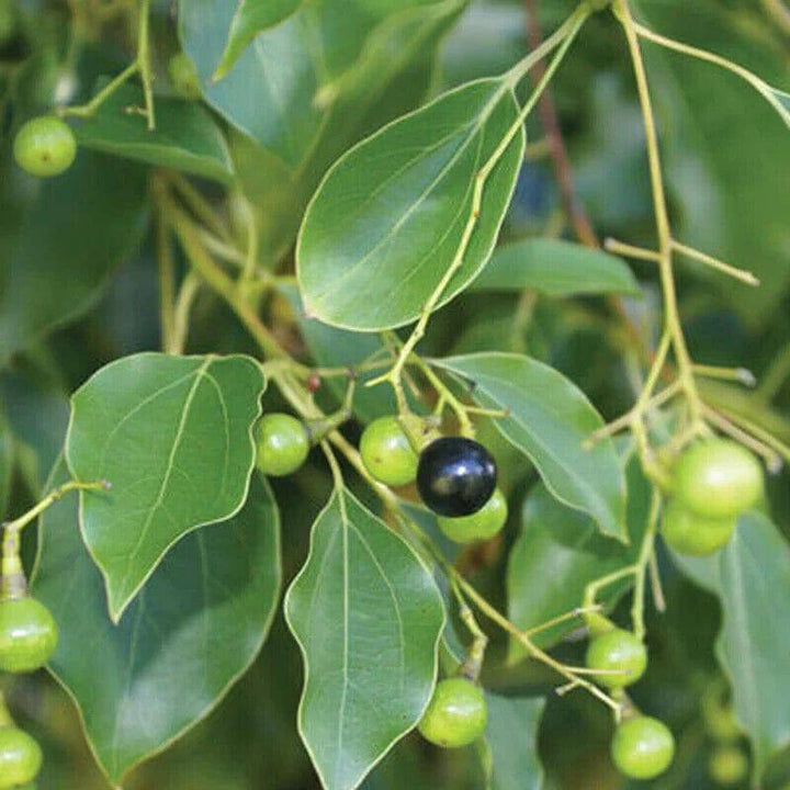 Camphor tree seeds for planting - Heirloom & Non-GMO garden seeds for fragrant ornamental plants