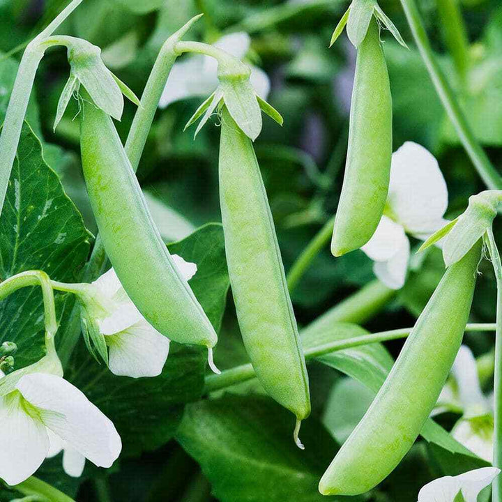 Pea Seeds for Planting – Heirloom Non-GMO Early Harvest Variety – Organic Garden Seeds with Sweet Flavor