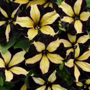 Flower Seeds, Seeds,Seeds For Planting,Plant Seeds