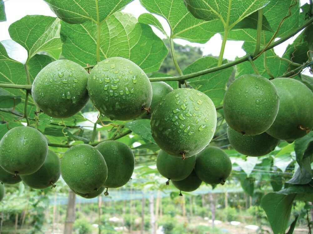 Luo Han Guo fruit seeds for planting – Heirloom & Non-GMO Garden seeds