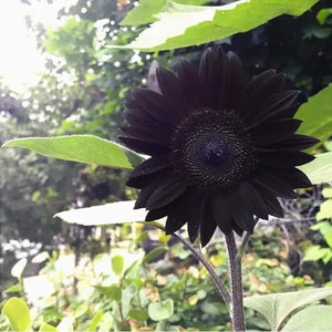 Flower Seeds, Seeds,Seeds For Planting,Plant Seeds