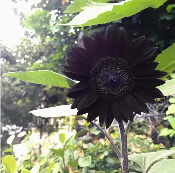 Flower Seeds, Seeds,Seeds For Planting,Plant Seeds