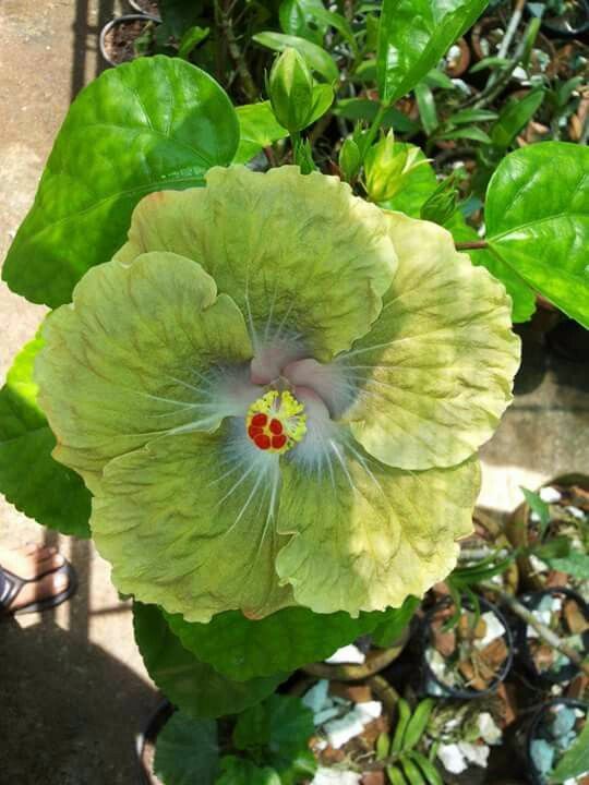 Green Hibiscus Flower Seeds for Planting – Heirloom, Non-GMO, Wildflower Mix, High Germination