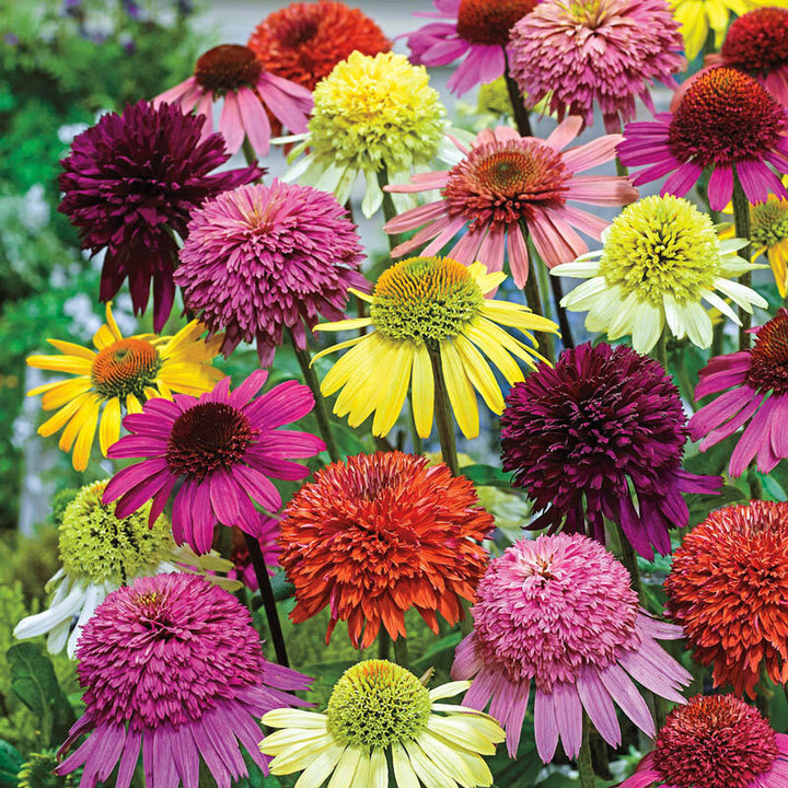 Mixed Perennial Flower Seeds for Planting – Hardy Heirloom, Non-GMO, High Germination Organic Garden Seeds