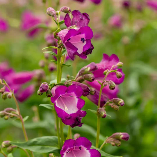 Violet Penstemon Flower Seeds for Planting – Heirloom, Non-GMO, High Germination Organic Garden Seeds