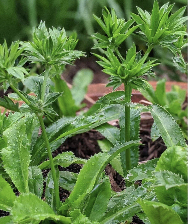 Eryngium Foetidum Herb Seeds for Planting – Heirloom, Non-GMO, Organic Garden Seeds with High Germination