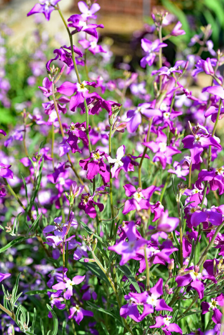 Mixed Evening-Scented Flower Seeds for Planting – Fragrant Blossoms, Heirloom, Non-GMO, High Germination Organic Garden Seeds