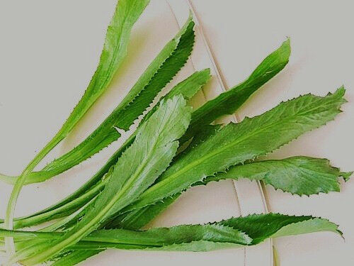 Green Eryngium Foetidum Culantro Herb Seeds for Planting – Heirloom, Non-GMO, Organic Garden Seeds with High Germination