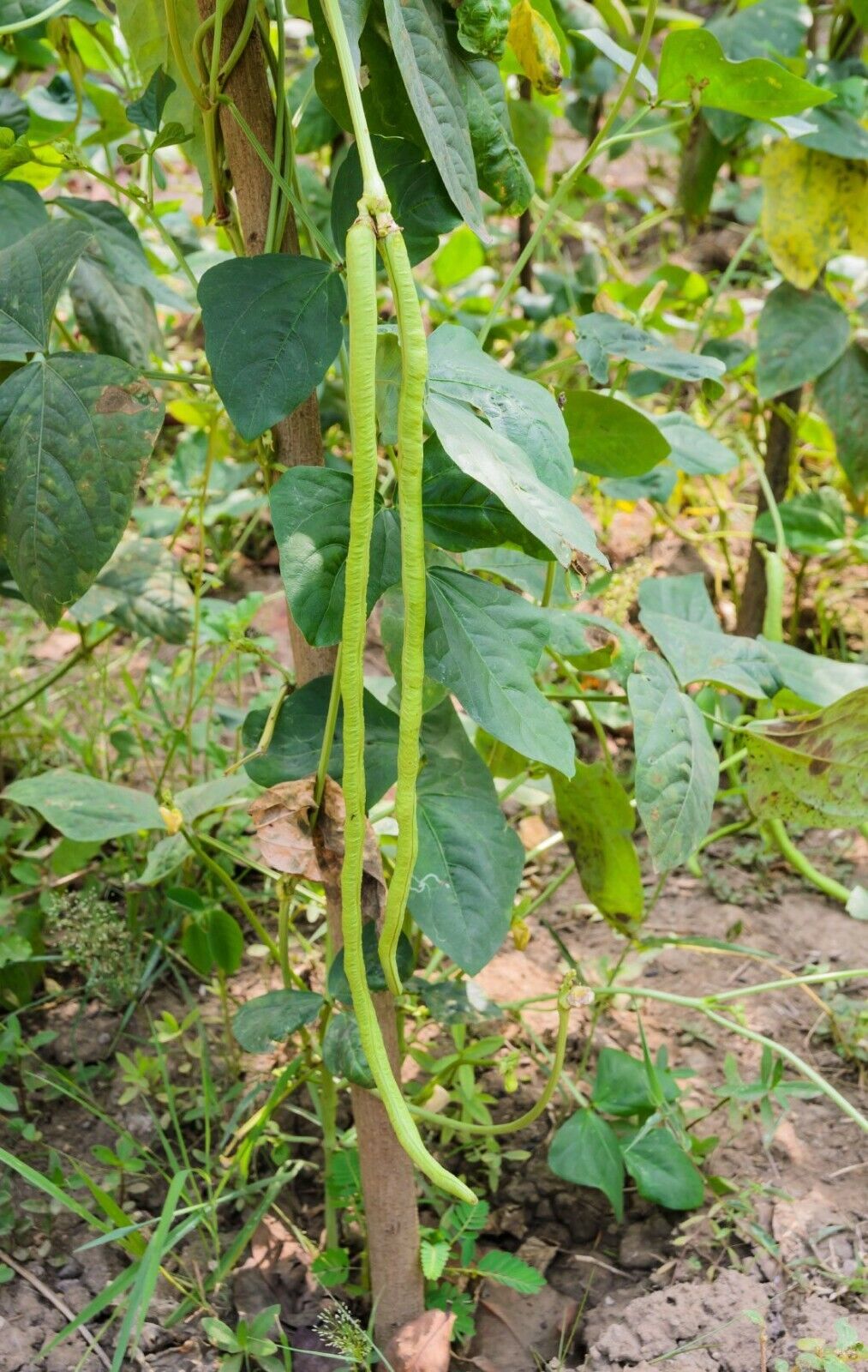 Asian Yard Long Bean Seeds for Planting – Heirloom & Non-GMO Vegetable Seeds for Traditional Cuisine
