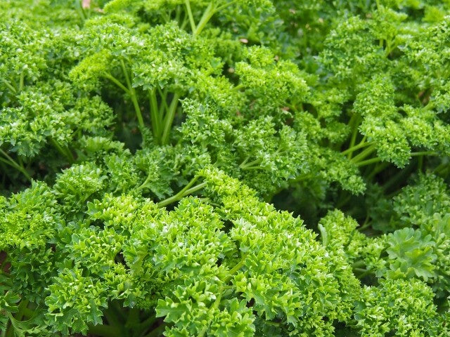 Green Petroselinum Crispum Vegetable Seeds for Planting – Heirloom & Non-GMO Garden Seeds