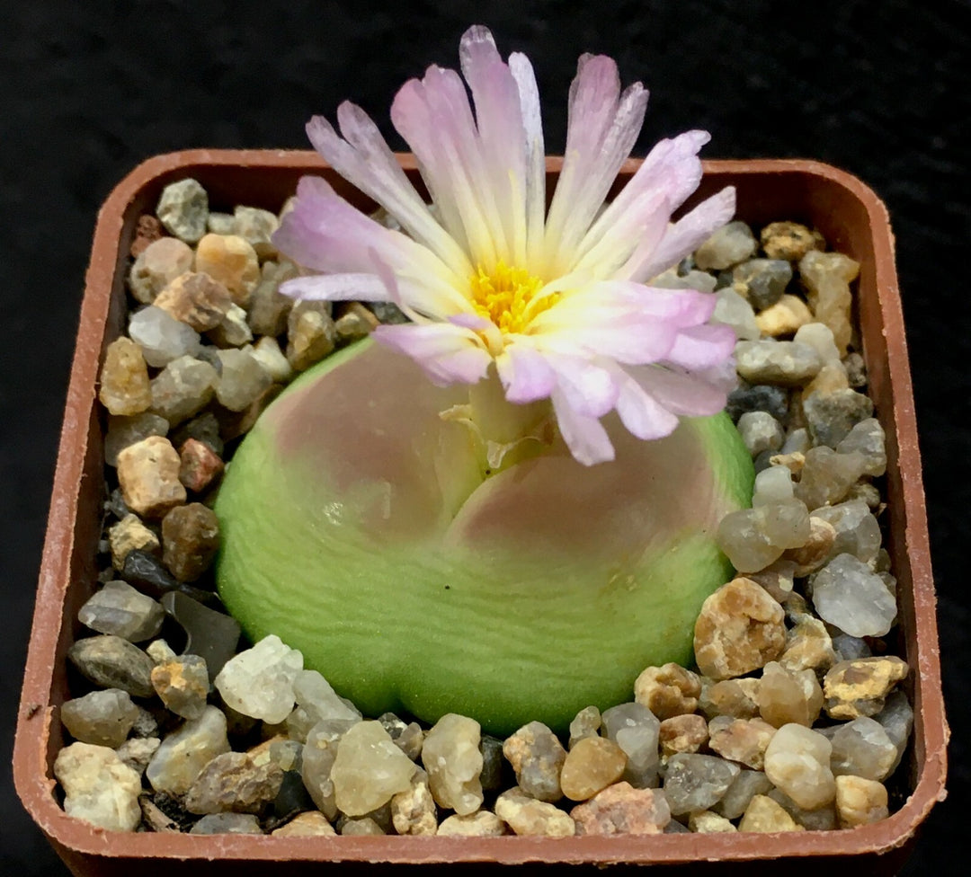 Conophytum Ratum Herb Seeds for Planting – Heirloom, Non-GMO Seasonal Essential Seeds for Gardens