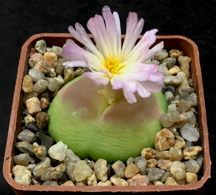 Conophytum Ratum Herb Seeds for Planting – Heirloom, Non-GMO Seasonal Essential Seeds for Gardens