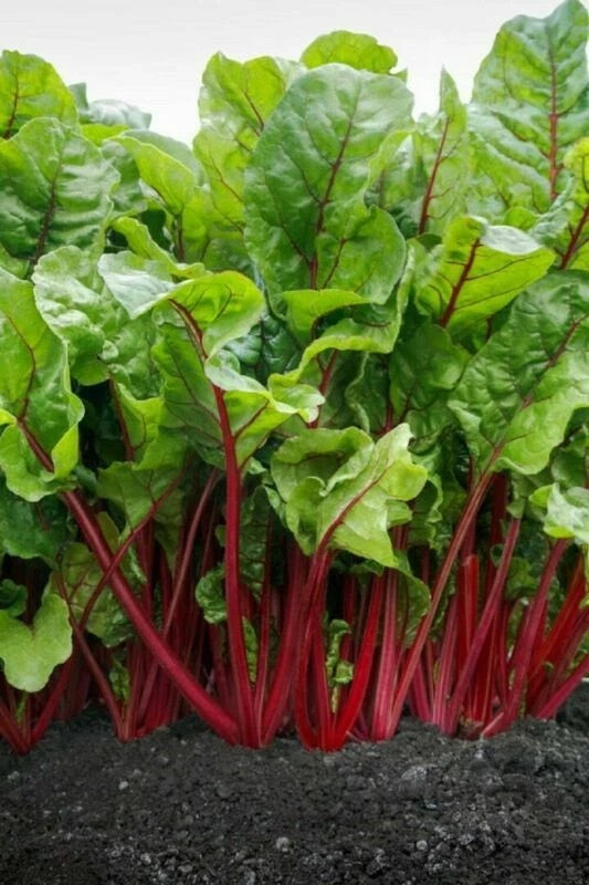 Pink Swiss Chard Seeds for Planting – Heirloom, Non-GMO, Colorful Leafy Vegetable – High Germination