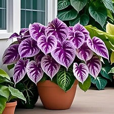 Caladium Bicolor Violet Flower Seeds for Planting – Heirloom, Non-GMO, High Germination Organic Garden Seeds