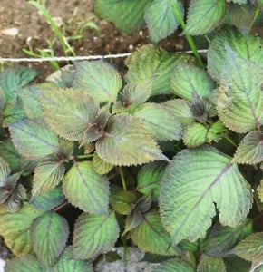 Herb Seeds,Garden seeds, Seeds For Planting,Plant Seeds