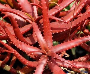 Aloe Cameronii Herb Seeds – Heirloom, Non-GMO Essential Herb Seeds for Garden Planting