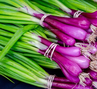 Green Scallion Vegetable Seeds for Planting – Heirloom & Non-GMO Seeds for Tender Green Onions