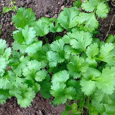 Cilantro Coriandrum Sativum Herb Seeds for Planting – Heirloom, Non-GMO Essential Culinary Garden Seeds